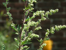 Artemisia vulgarisBijvoet bestellen
